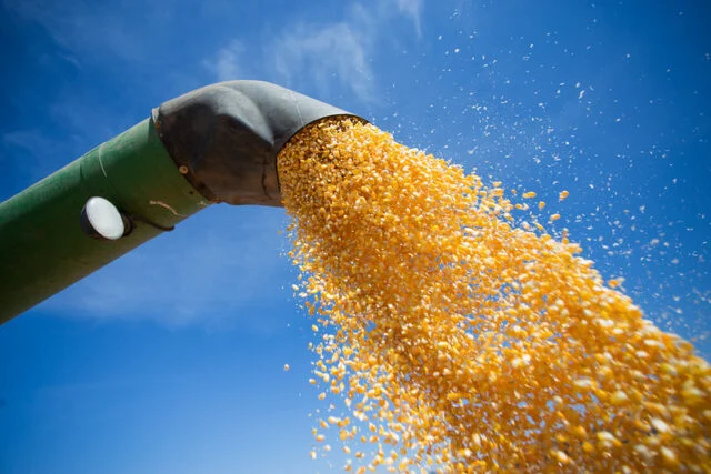 Colheita da safrinha de milho atinge 80,3% da área no Centro-Sul, diz AgRural